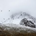 birds-cold-fog-4037-825×550